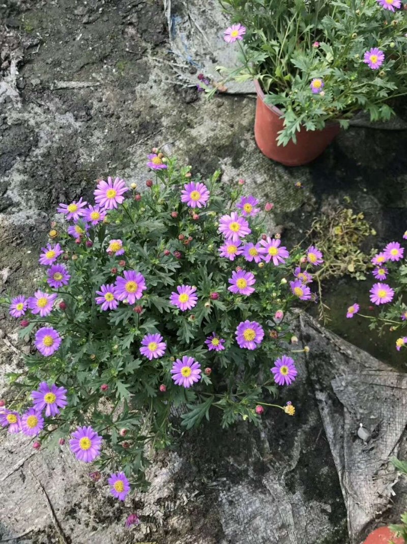双色杯150姫小菊