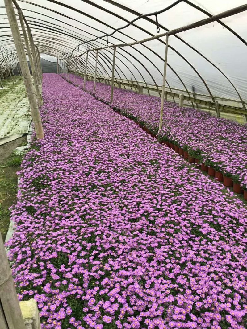 双色杯150姫小菊