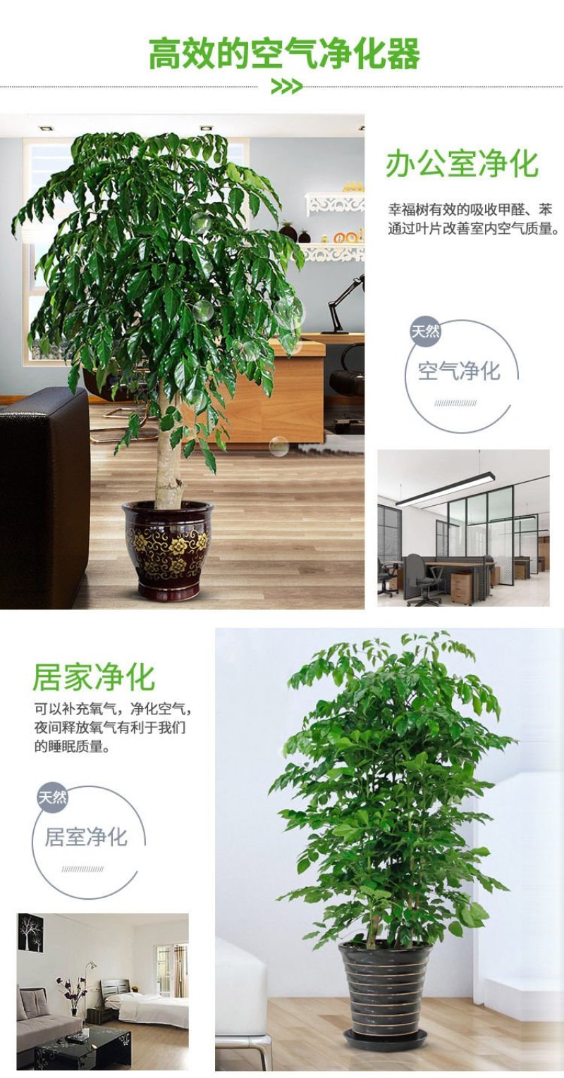 【平安树带原土】四季常青大型盆栽客厅绿植物室内净化