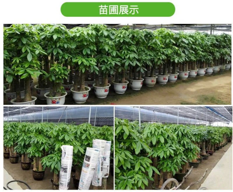 【平安树带原土】四季常青大型盆栽客厅绿植物室内净化
