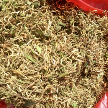 重庆秀山，野生金银花（野生带毛金银花）