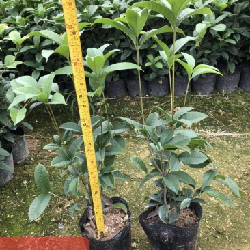 桂花,yyyidi,加我联系，各种规格桂花地苗袋苗