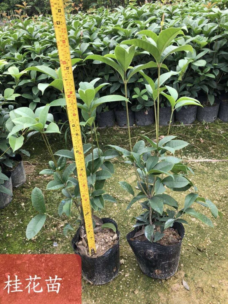 桂花,yyyidi,加我联系，各种规格桂花地苗袋苗