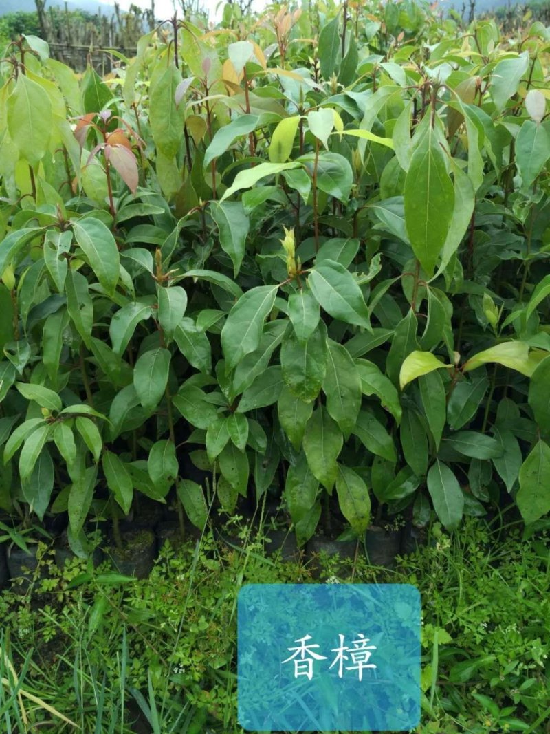香樟，小袋苗，假植苗，光杆苗，骨架苗。各种规格。