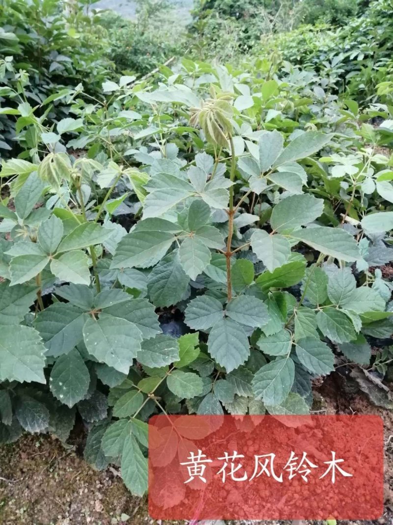 活动(看详情)多花黄花风铃木2000棵起5000棵1.8