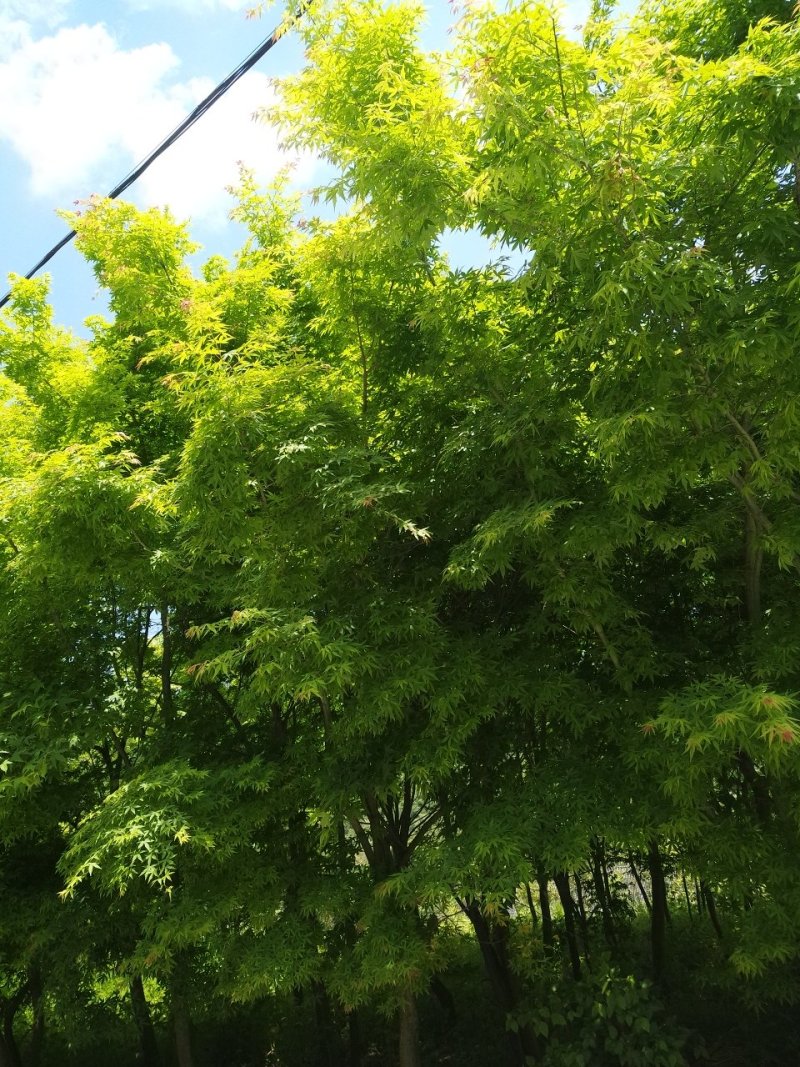 鸡爪槭