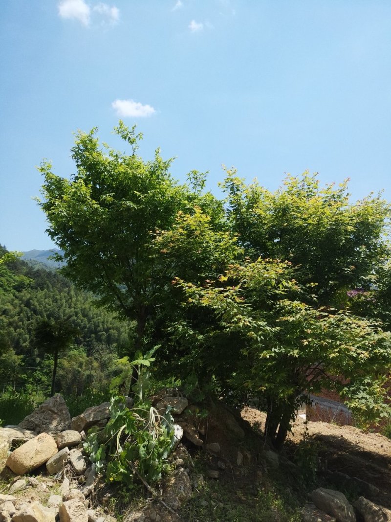 鸡爪槭