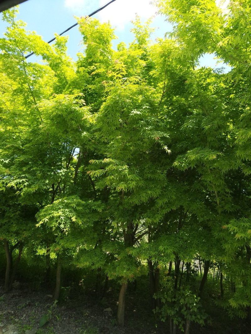 鸡爪槭