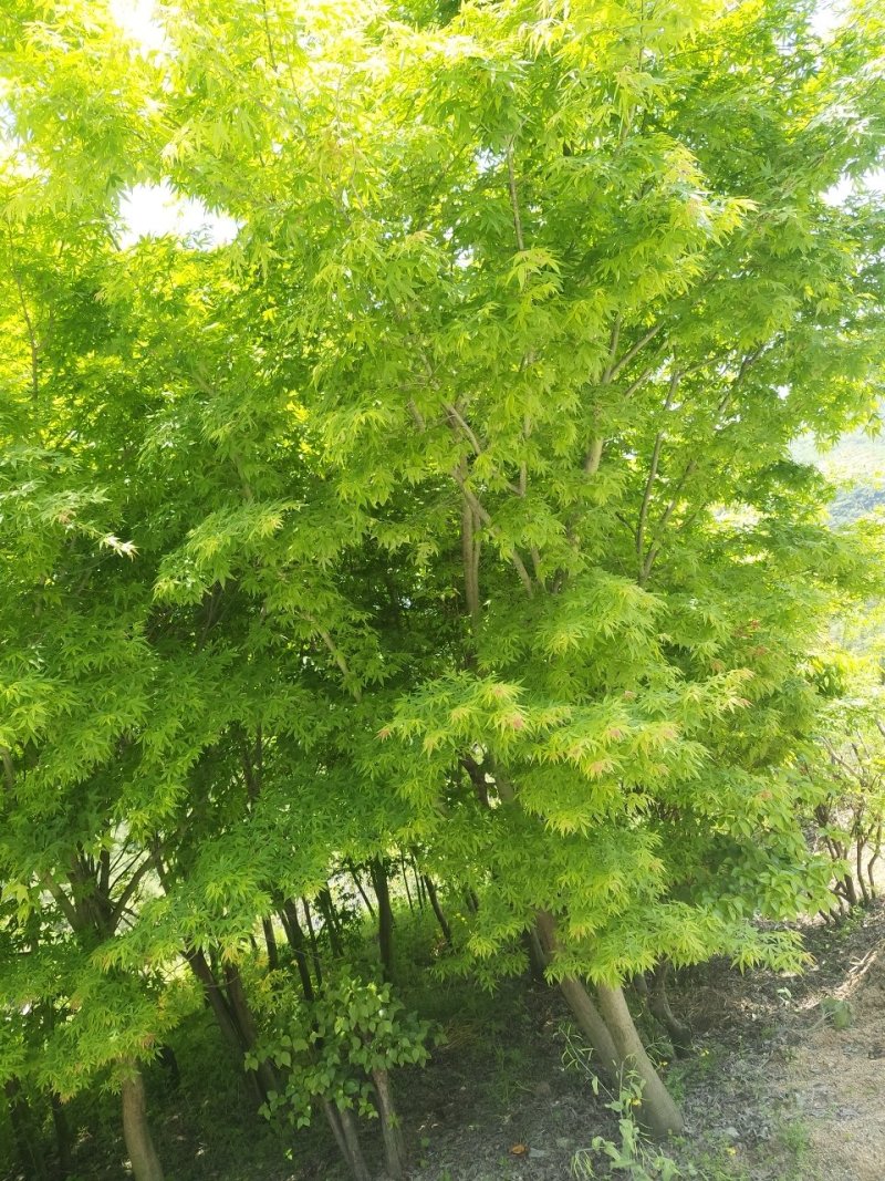 鸡爪槭