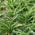 大花萱草