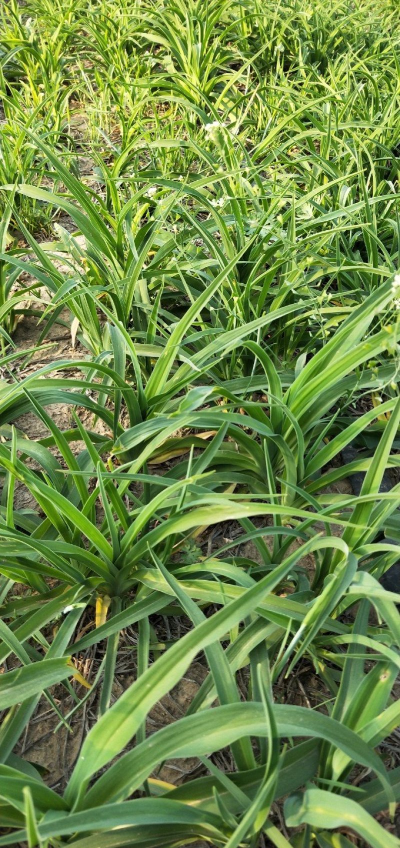 大花萱草
