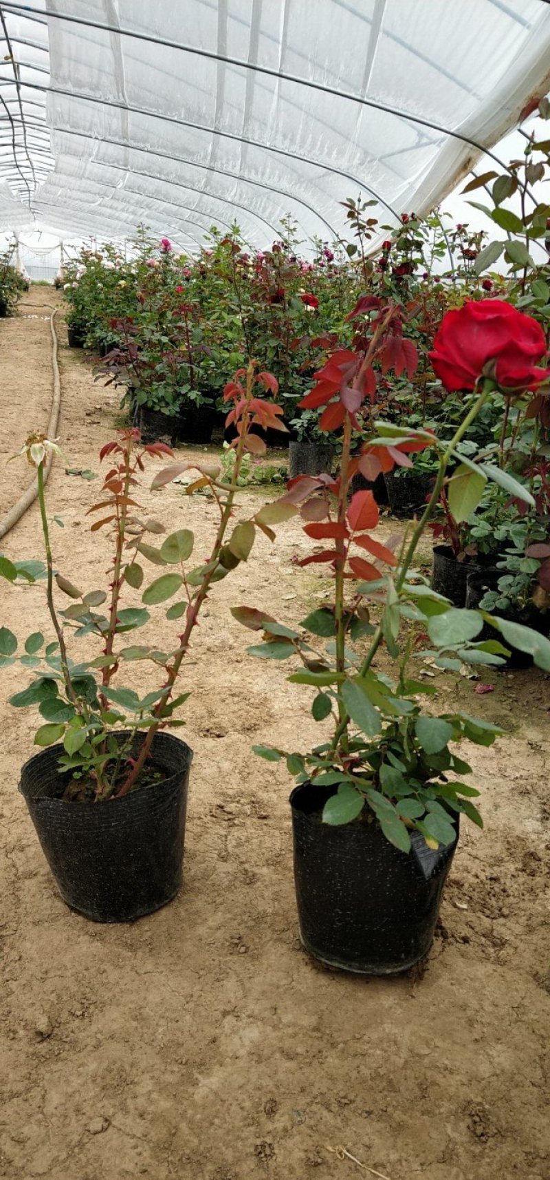月季🌹