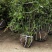 火棘球