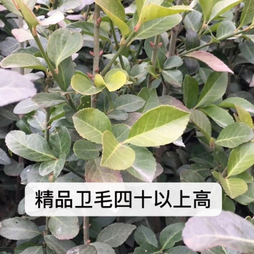 卫茅