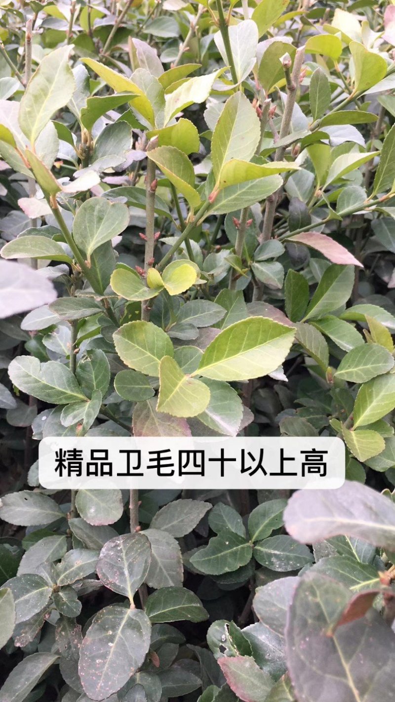 卫茅