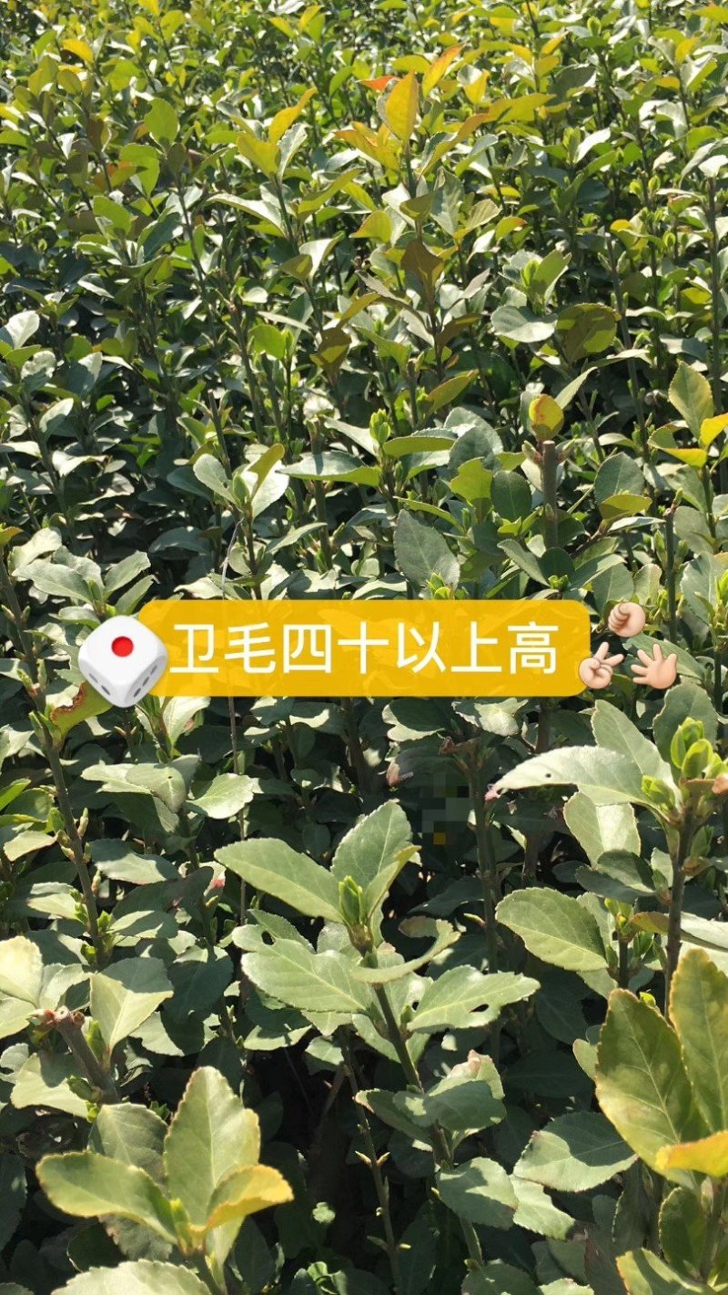 卫茅