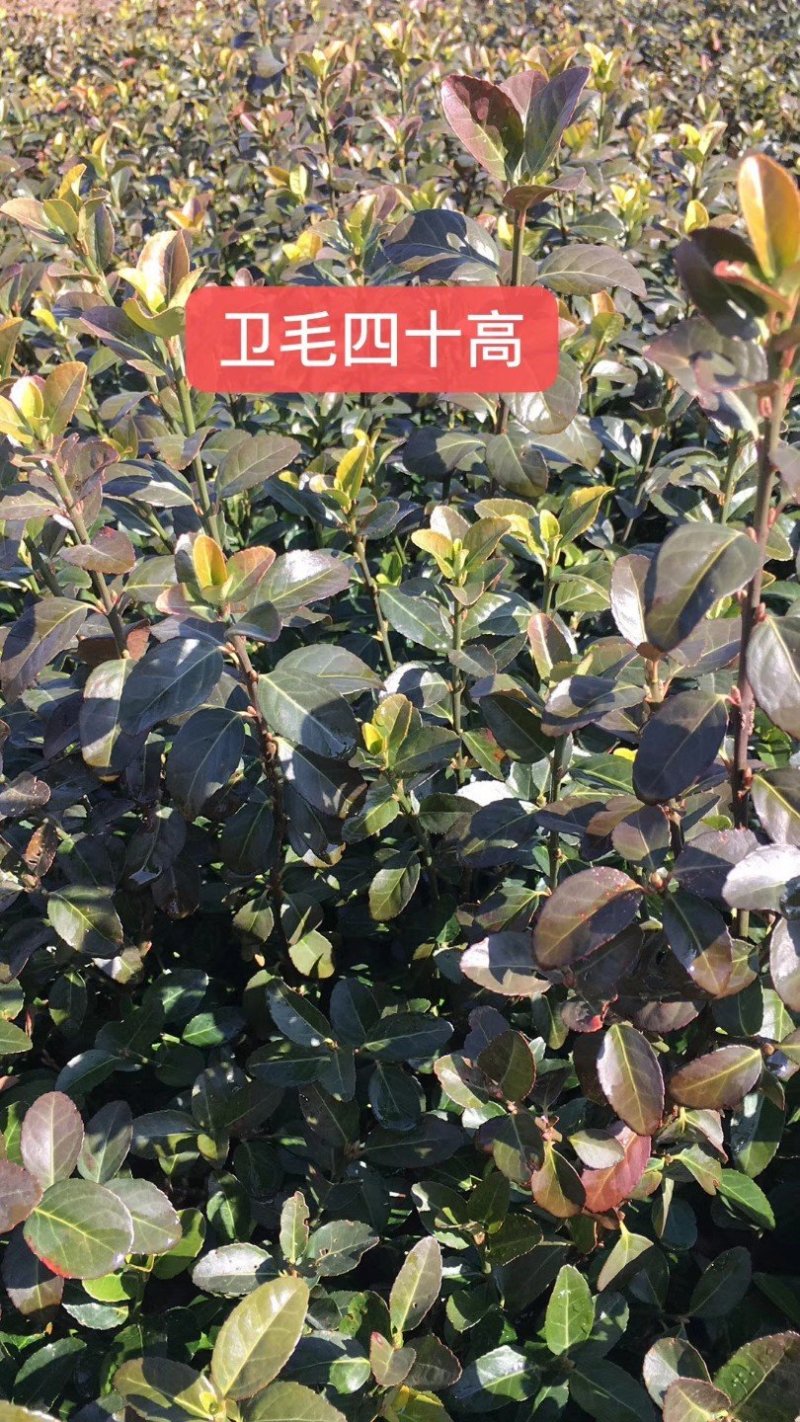 卫茅