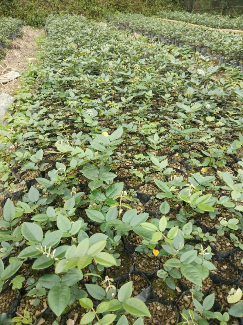 山豆根种子