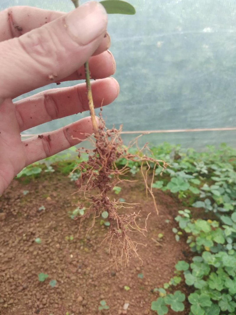山豆根种子