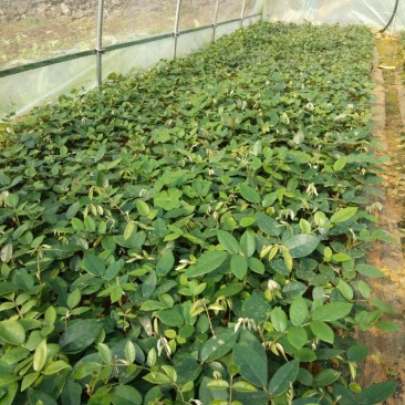 山豆根种子