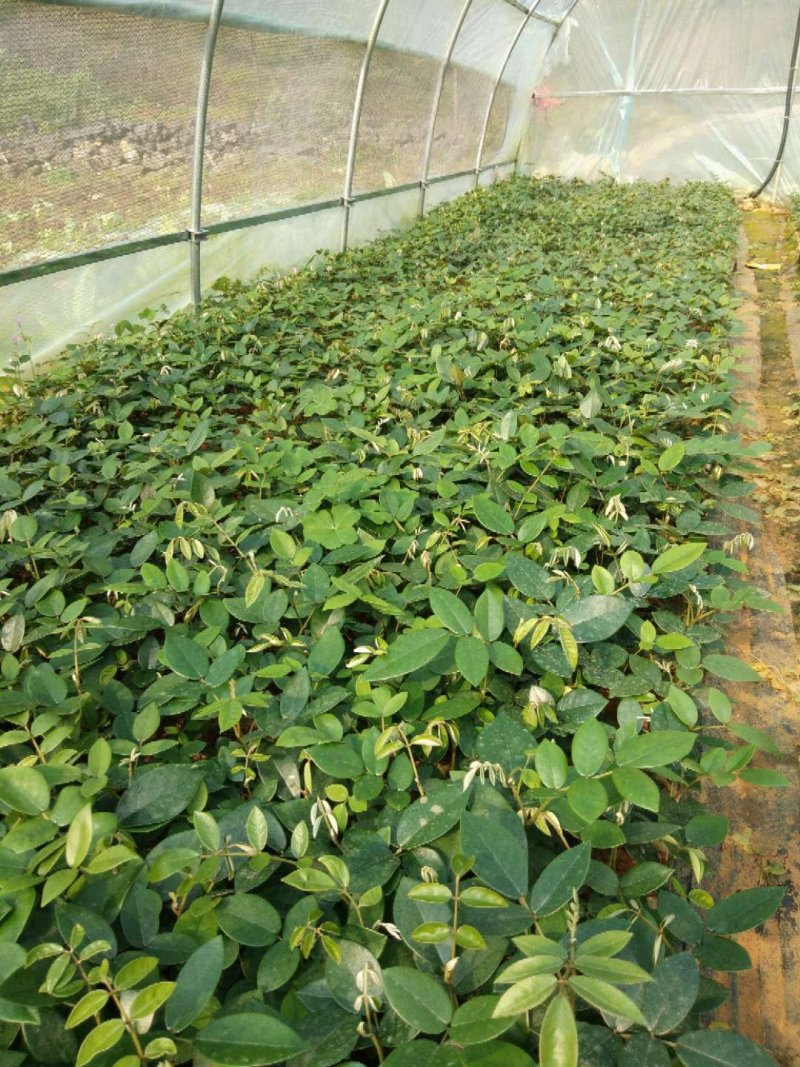 山豆根种子