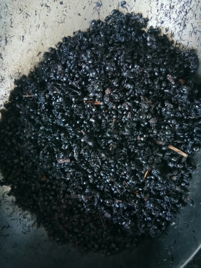 黑蚂蚁东北长白货干杂质少山正宗可泡酒药食两用一斤起