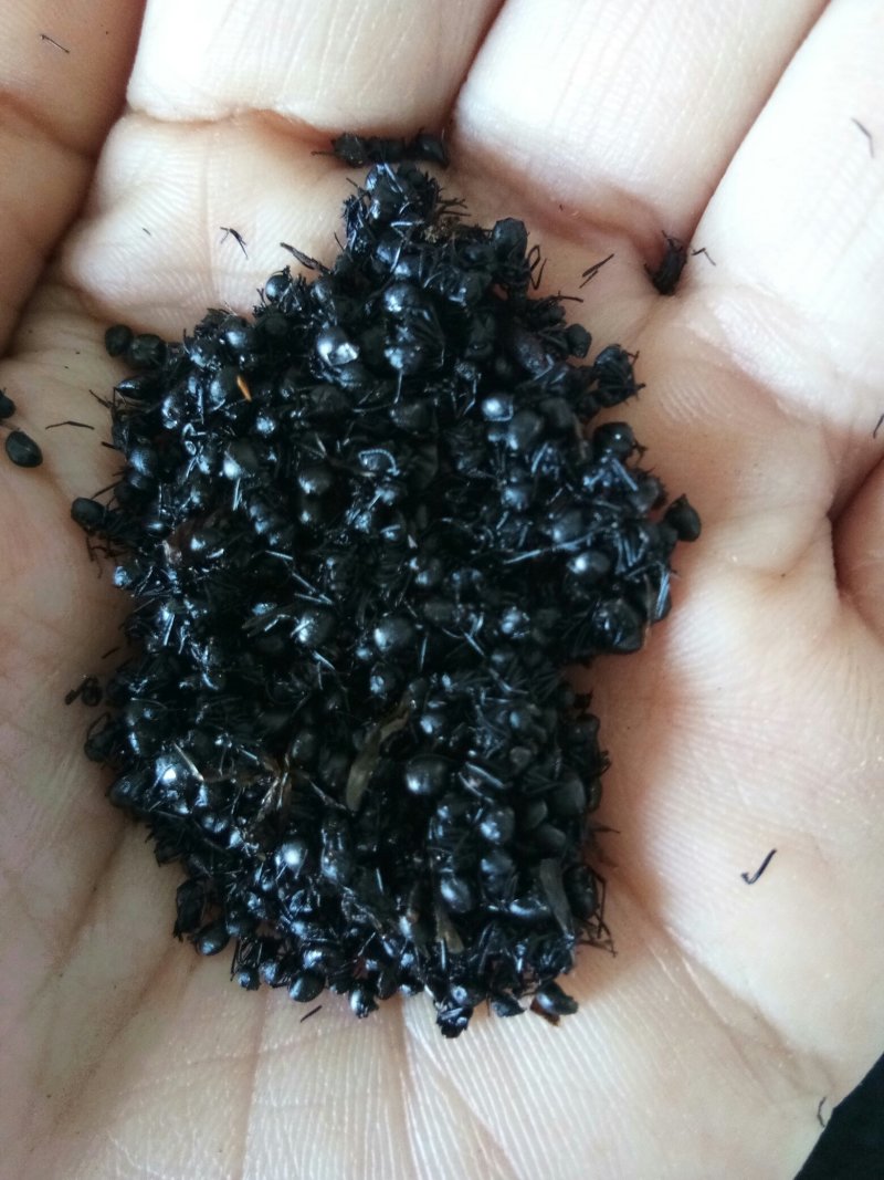 黑蚂蚁东北长白货干杂质少山正宗可泡酒药食两用一斤起