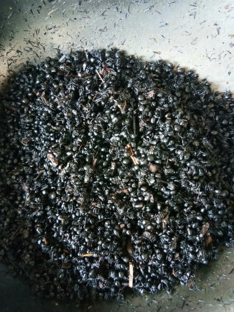 黑蚂蚁东北长白货干杂质少山正宗可泡酒药食两用一斤起