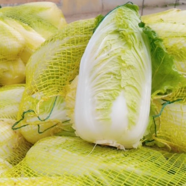 大量出售娃娃菜