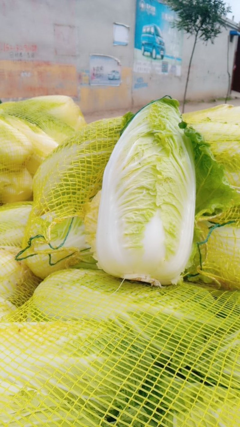大量出售娃娃菜
