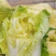大量出售娃娃菜