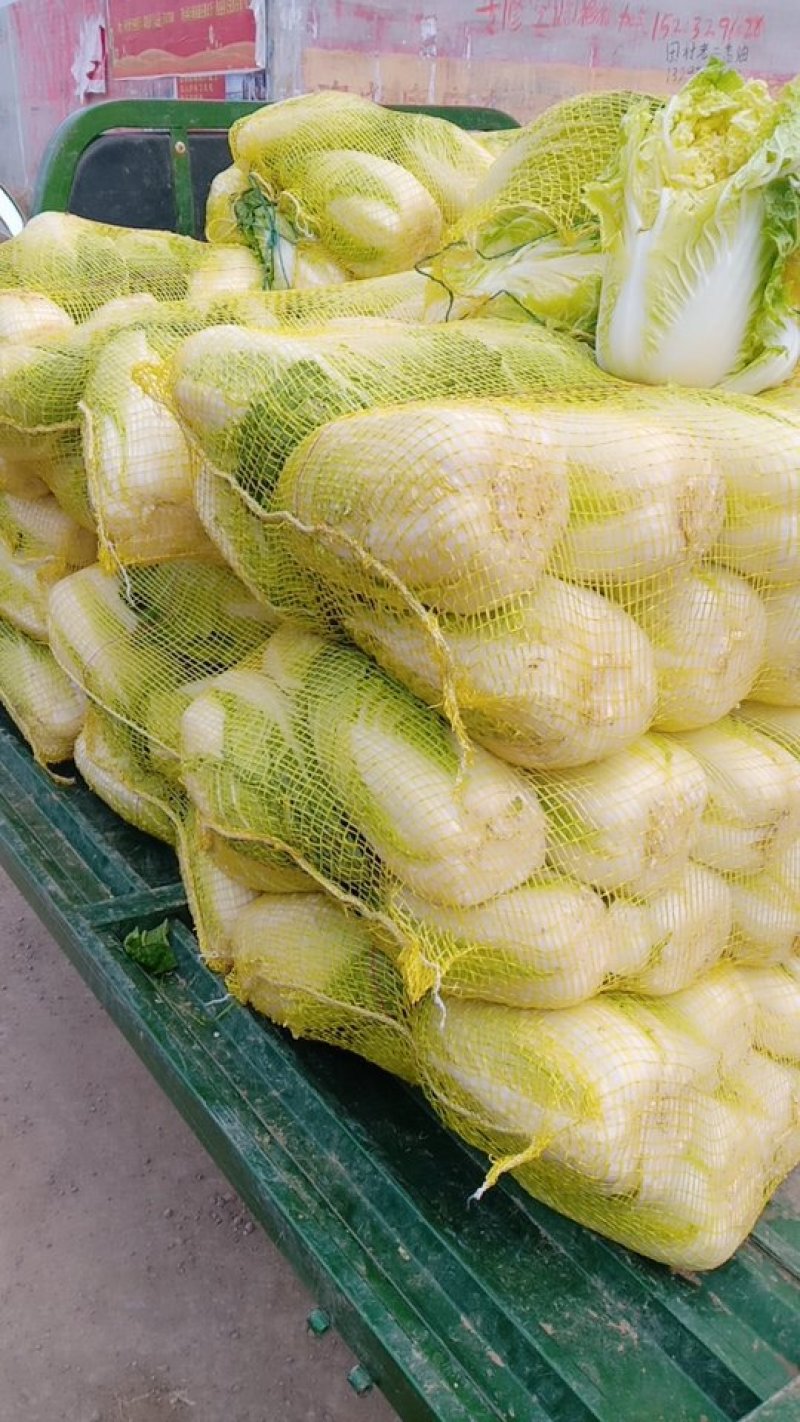 大量出售娃娃菜