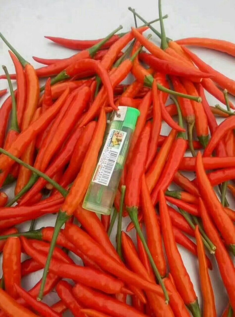 供应火红朝天椒