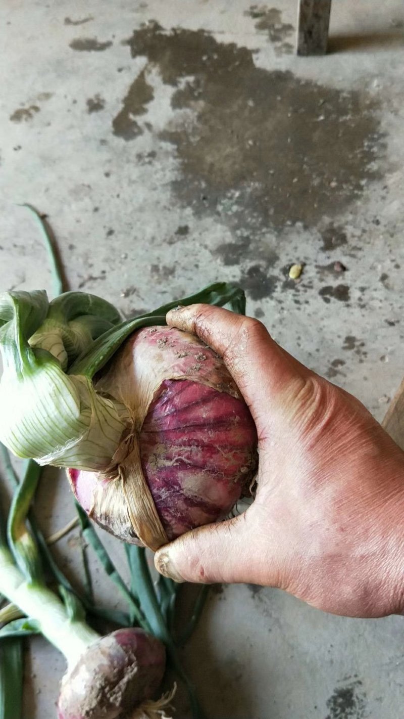 新洋葱