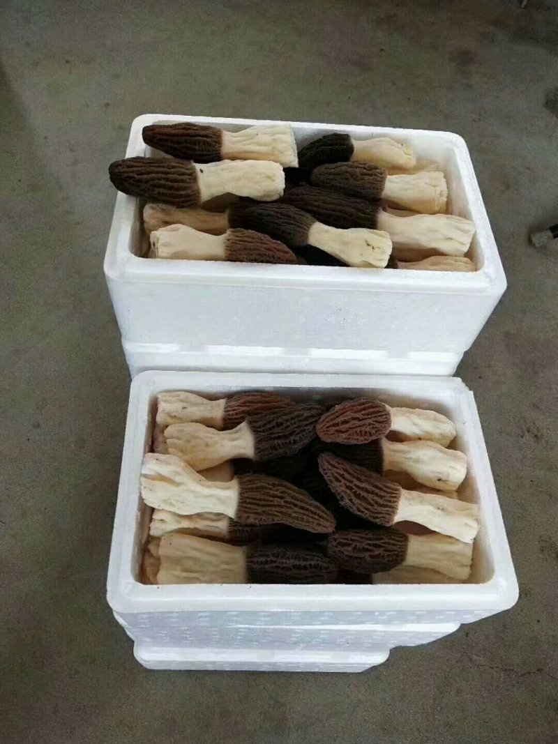 鲜羊肚菌