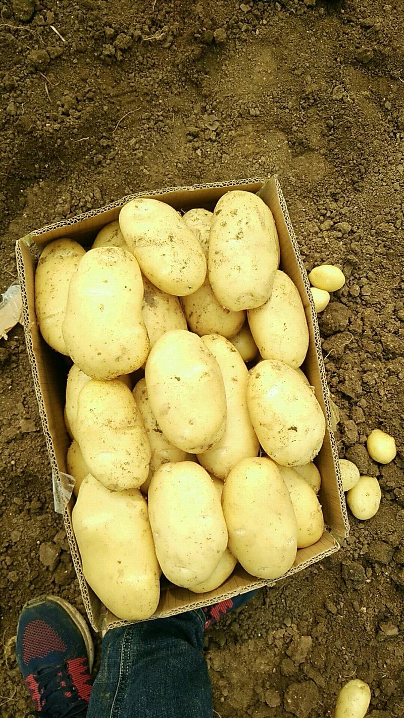 【产地低价】安丘荷兰土豆，规格齐全，上货快协助找车装货