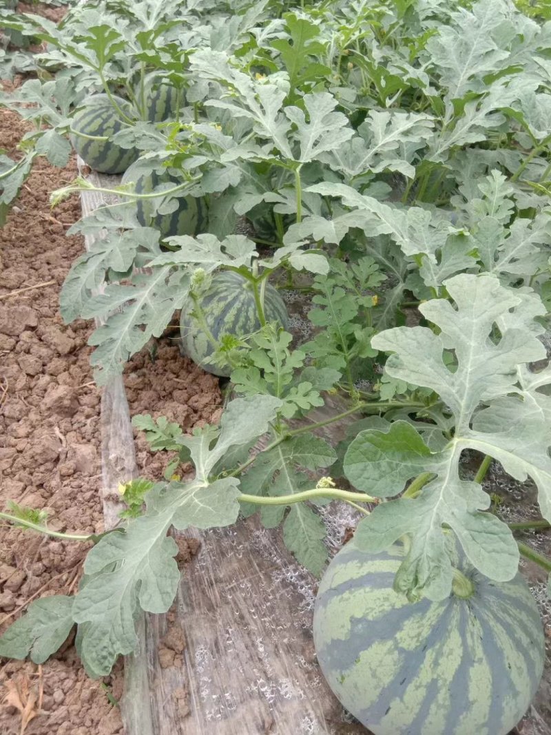 10年以上种植经验，甜度高瓜形好，用心种好每一个瓜