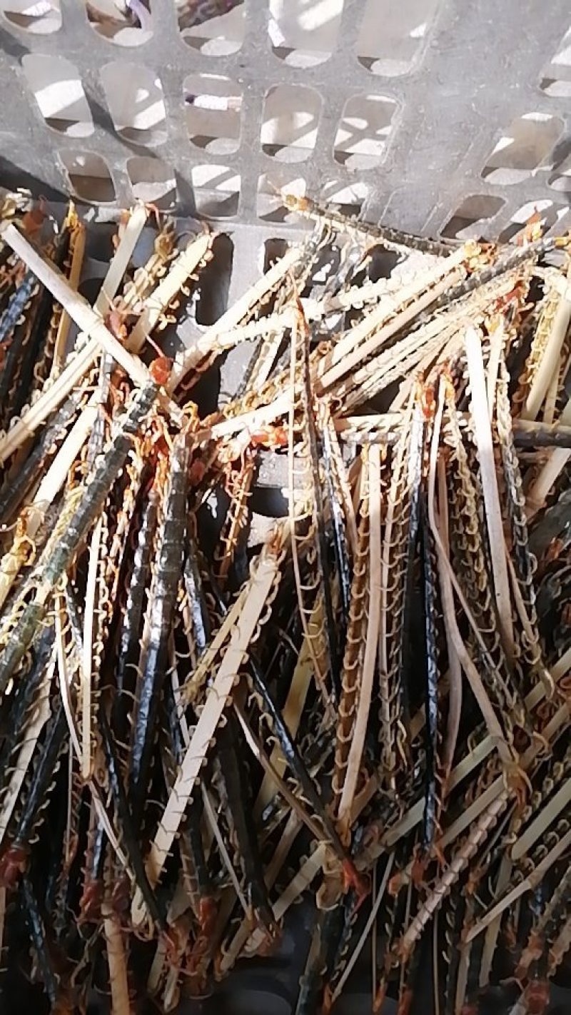 湖北十堰大量野生蜈蚣上市，每天十万条，有兴趣的收购商可合