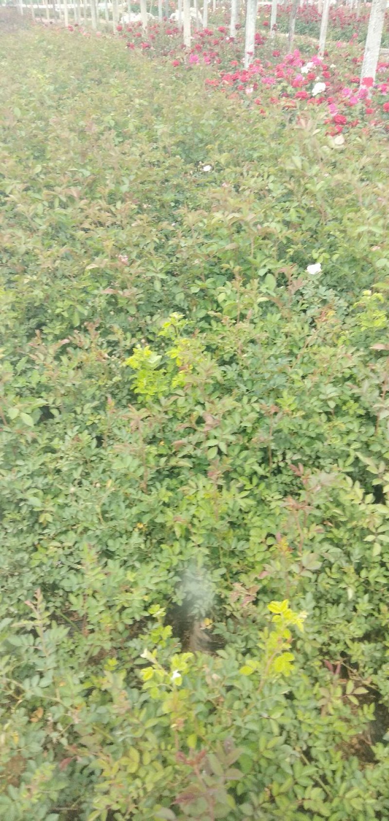 蔷薇月季