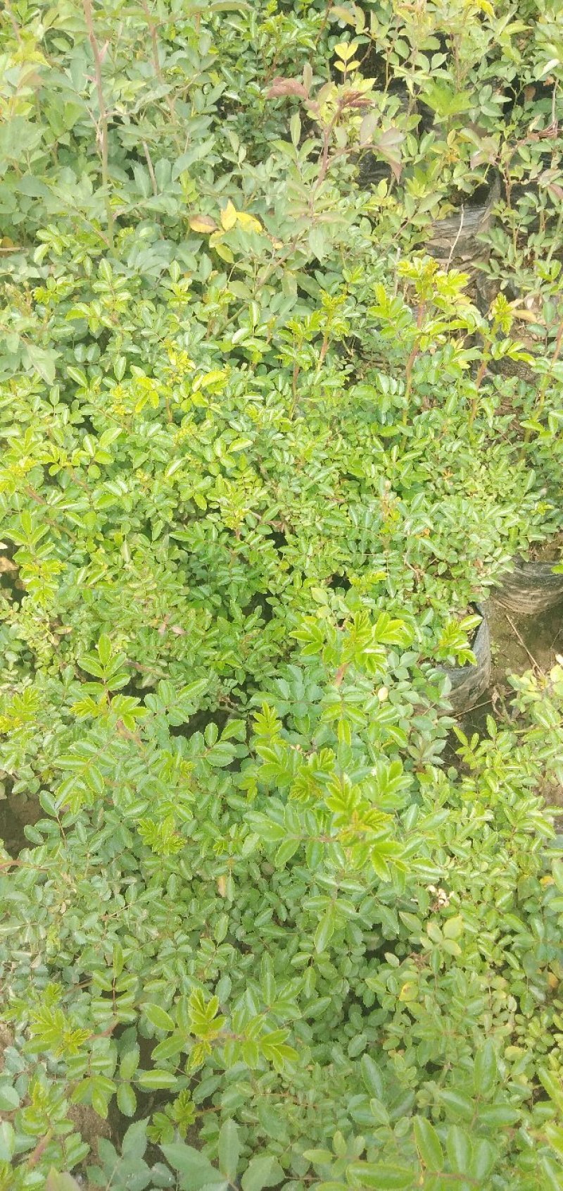 蔷薇月季