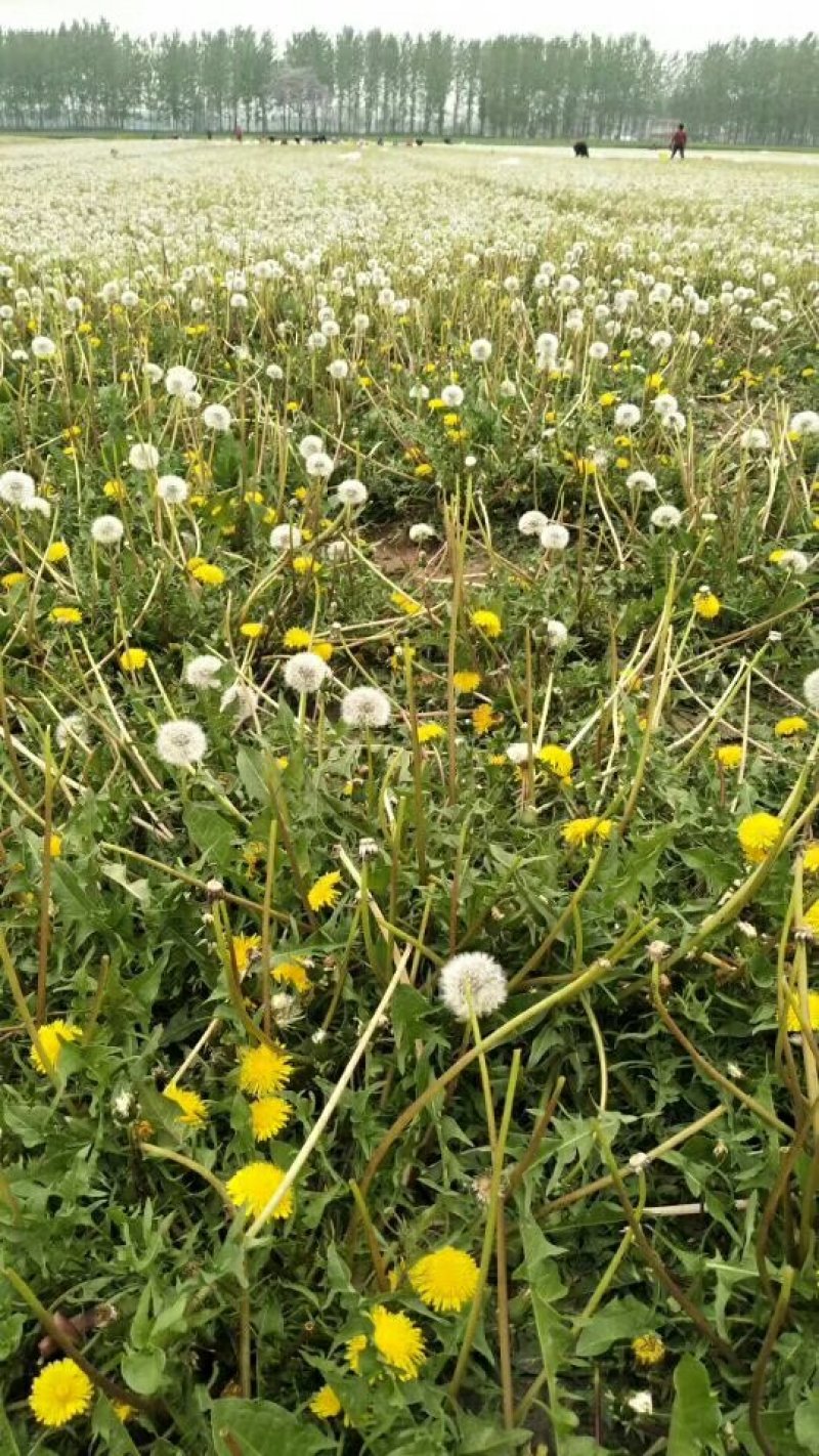 基地直销纯新大叶蒲公英籽【技术指导包回收】
