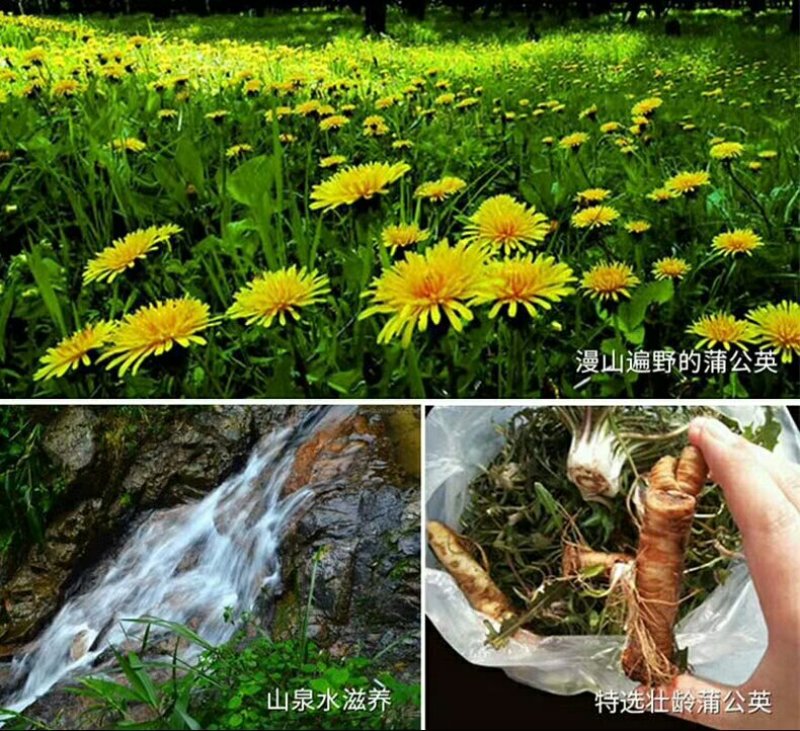 基地直销纯新大叶蒲公英籽【技术指导包回收】