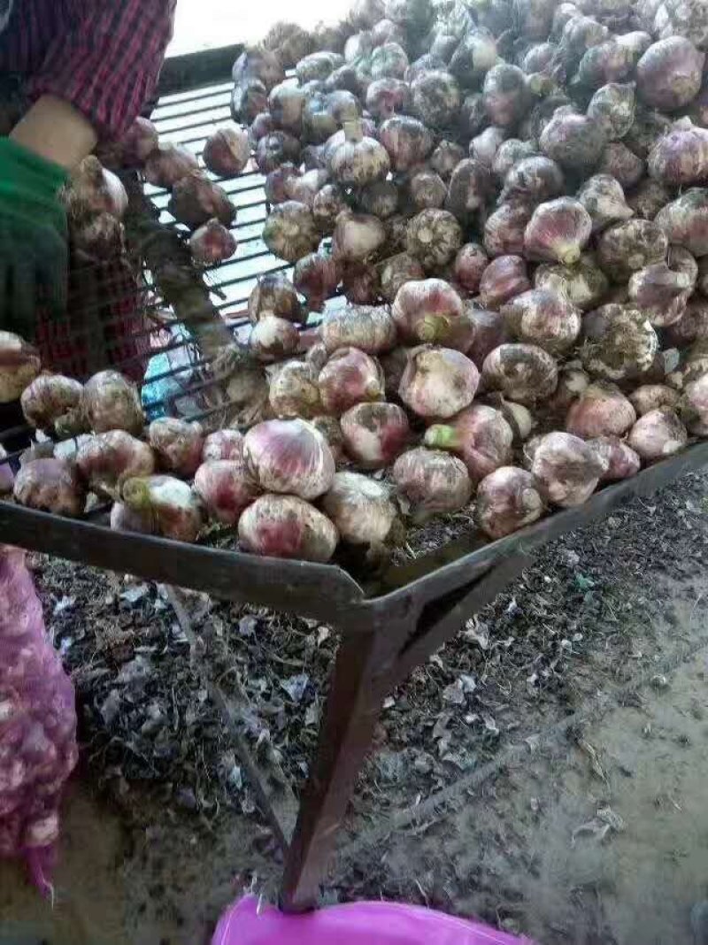 【开封大蒜】河南大蒜干蒜口感好产地发货价位便宜