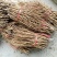 优质油用牡丹苗（可观赏可药用）基地直发量大从优