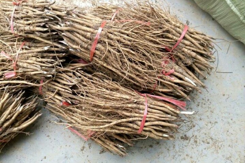 优质油用牡丹苗（可观赏可药用）基地直发量大从优
