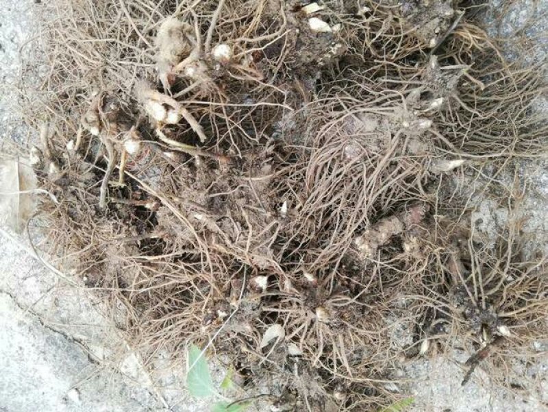 白茶苍术种苗，自家基地直发包成活技术指导量大从优