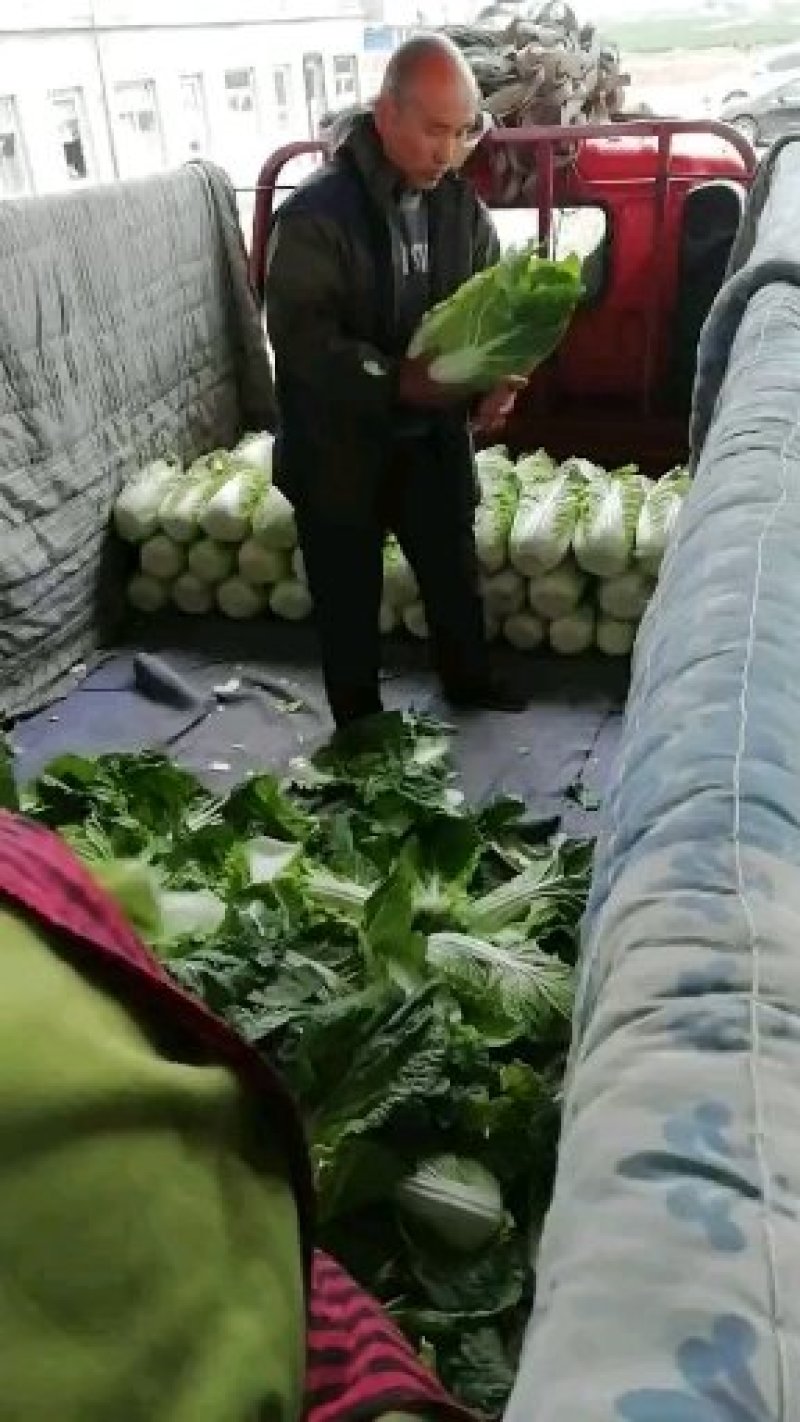 河北陆地优质玲珑黄白菜黄心白菜大量上市。产地供应。