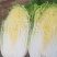 河北陆地优质玲珑黄白菜黄心白菜大量上市。产地供应。