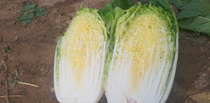 河北陆地优质玲珑黄白菜黄心白菜大量上市。产地供应。