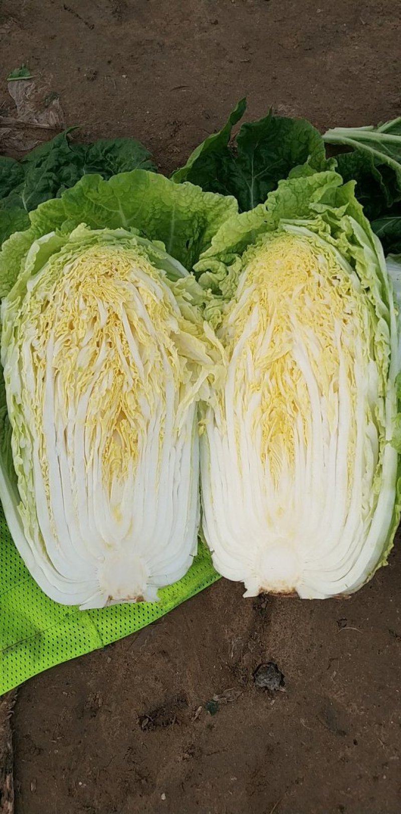 河北陆地优质玲珑黄白菜黄心白菜大量上市。产地供应。